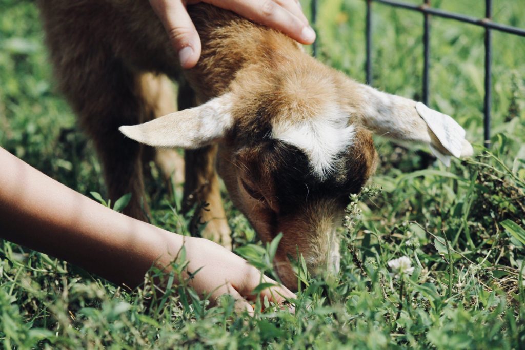 child feeding goat at petting zoo